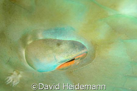 Parrotfish eye, cornea and lens, viewed from above.  Niko... by David Heidemann 
