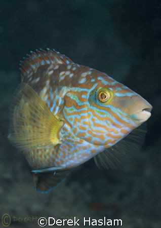 Corkwing wrasse. Anglesey. North Wales. D200, 60mm. by Derek Haslam 