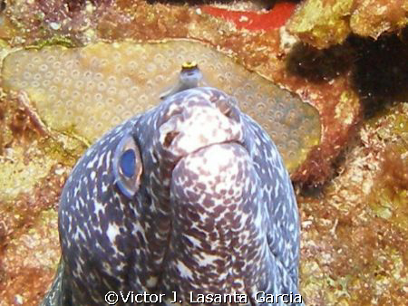 very nice spoted eel with a little friend at black wall d... by Victor J. Lasanta Garcia 