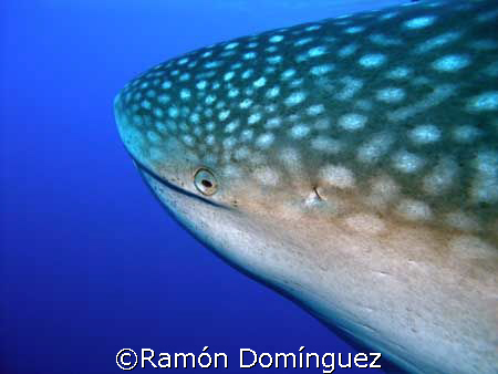 Smiling whale shark by Ramón Domínguez 
