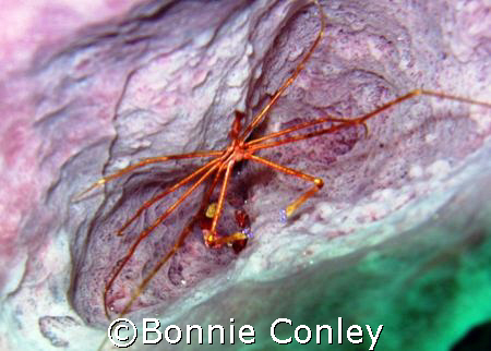 Arrow Crab in Tobago.  Photo taken with a PowerShot SD 550. by Bonnie Conley 