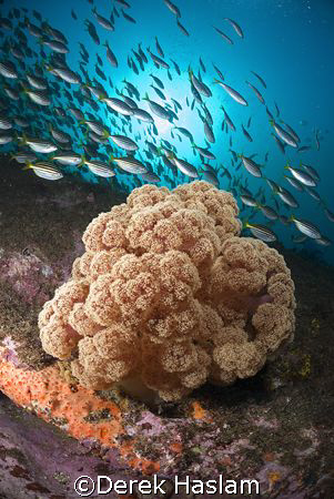 Soft coral. Magic point. Sydney. D200, 10.5mm. by Derek Haslam 