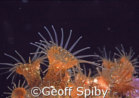 Hydroids-Cape Town, South Africa by Geoff Spiby 