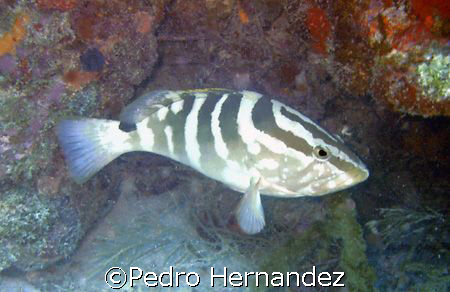 Nassau Grouper,Humacao, Puerto Rico,Camera DC200 by Pedro Hernandez 