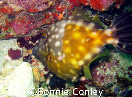 I saw quite a few filefish during my Tobago trip this Jun... by Bonnie Conley 