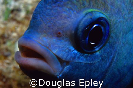 the most evil animal in the sea, a damselfish guarding hi... by Douglas Epley 