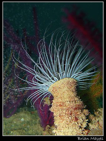 Tube Anemone from Bandar Khairan near Muscat.  Canon G7 by Brian Mayes 