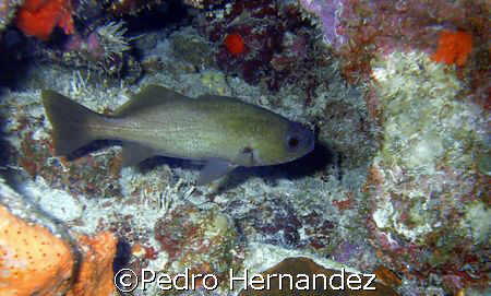 Reef Croaker,Humacao, Puerto Rico. Camera DC200 by Pedro Hernandez 