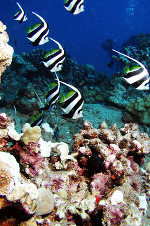 Pennant fishes, Isolated Reef, Maui HI by David Espinoza 