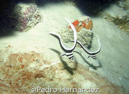Spotted Drum Juvenile,Humacao, Puerto Rico, Camera DC310 by Pedro Hernandez 
