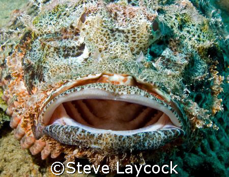 Bearded scorpion fish attempts to swallow the camera (or ... by Steve Laycock 