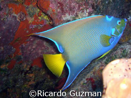 Queen Angelfish at Desecheo Island. by Ricardo Guzman 