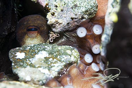 Octopus by Nicholas Samaras 