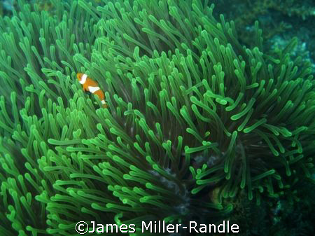Clown Fish taken with Canon Ixus 700 (SD500) on Redang Is... by James Miller-Randle 