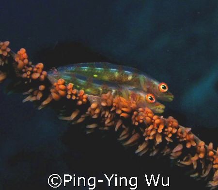 Two Gobies in Mindoro July . by Ping-Ying Wu 