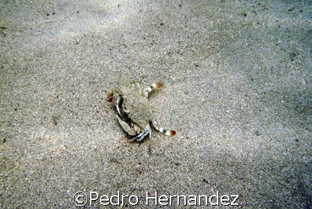 Blue Crabs,Seven Sea Beach Fajardo, Puerto Rico,Camera DC... by Pedro Hernandez 
