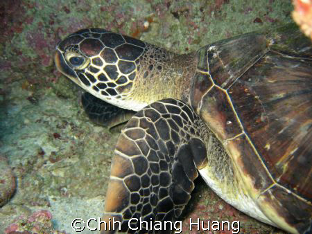 sea turtle on the GreenLand in Taiwan by CANON 800 IS by Chih Chiang Huang 