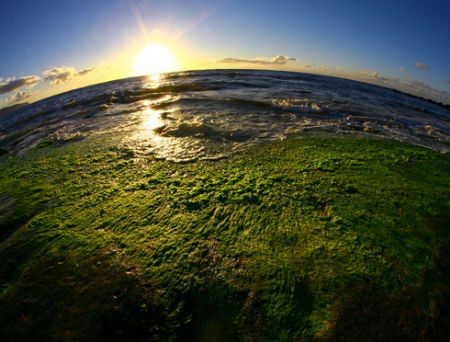 "SeaWeed World". Low tide showing some beautiful green se... by Mathew Cook 