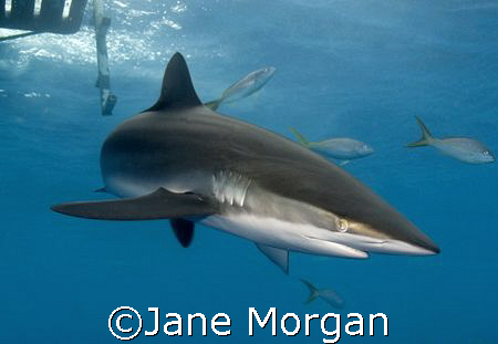 Silky shark under the boat in Cuba. Nikon D80 by Jane Morgan 