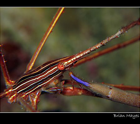 Arrow Crab feeding itself with big blue claw.......Canon ... by Brian Mayes 