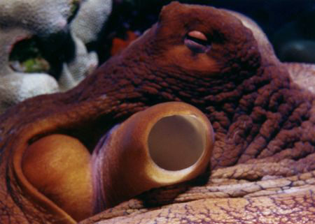 Octopus Close-up, Aquatica, Nikon N90, 60mm Micro lens, M... by David Espinoza 