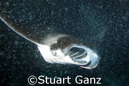 Manta ray feeding at night. Taken in Kona Hawaii with Can... by Stuart Ganz 