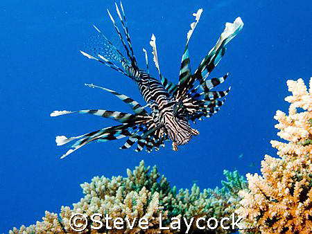 lion fish, Red Sea,  This new species / sub species appea... by Steve Laycock 