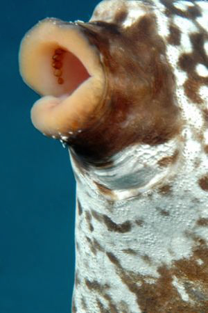 Mouth of Trunkfish.   by David Heidemann 