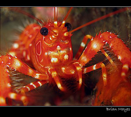 From El Hierro in the Canaries, a Red Reef Lobster (Enopl... by Brian Mayes 