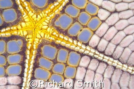 Out of the ordinary shot of a seastar. by Richard Smith 