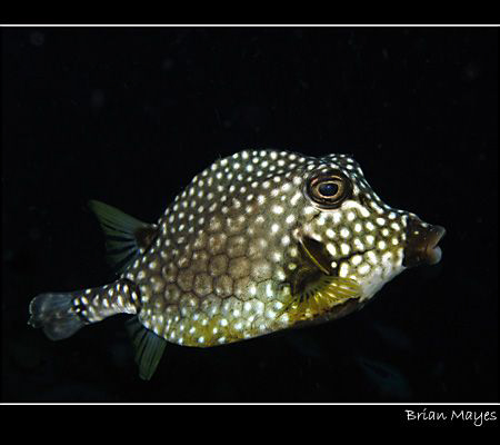 Smooth Trunkfish from Bonaire.... Canon G7 by Brian Mayes 