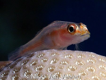 Tiny goby taken at Sharksbay with E300 and 50mm lens. by Nikki Van Veelen 