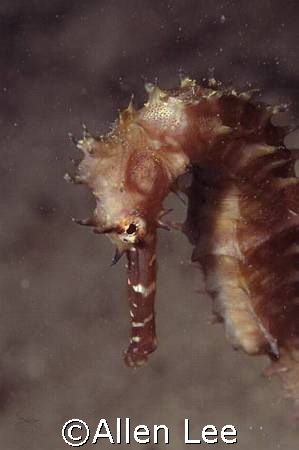 Thonry Seahorse. by Allen Lee 
