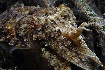 Taken during a night dive with a 60mm Macro and a Nikon D80 by Andy Kutsch 