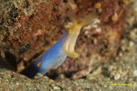 Ribbon eel at Anilao with my Canon 350D  by Taco Cheung 