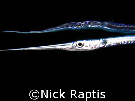 Baby needlefish seen during a night snorkel. Its reflecti... by Nick Raptis 