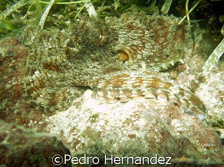 Common Octopus,Cayo Santiago Humacao ,Puerto Rico,camera ... by Pedro Hernandez 
