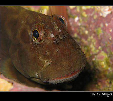 Red-lipped Blenny from Tenerife. Even better than Mick Ja... by Brian Mayes 