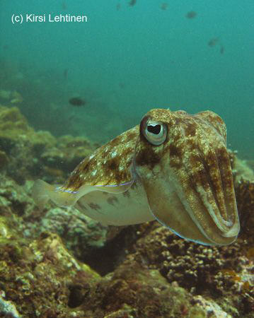 Cuttle fish, Hin Bida: Phi Phi Islands by Kirsi Lehtinen 