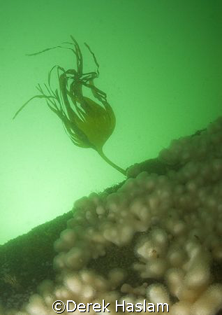 Kelp on the deck of the Egan Layne. D200, 16mm. by Derek Haslam 