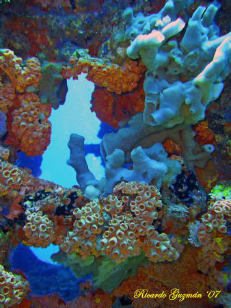 Coral covered stern of the WIT Shoal II. by Ricardo Guzman 