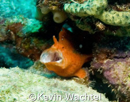 Frogfish with open mouth and showing lure.  Shot in Bonai... by Kevin Wachtel 