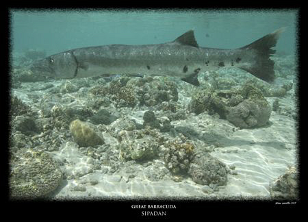 i stumbled across this great barracuda whilst on a surfac... by Stewart Smith 