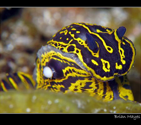 According to Bill Rudman on SeaSlugForum, this little guy... by Brian Mayes 