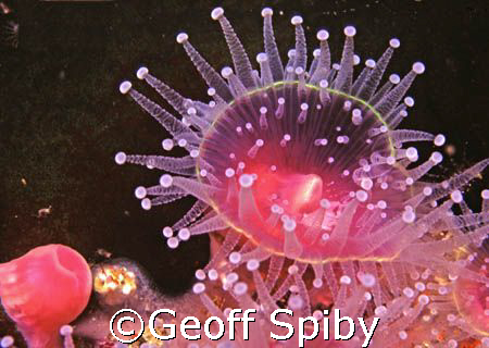 strawberry anemone in False Bay, Cape Town by Geoff Spiby 