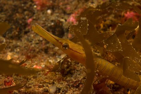 Pipe fish in the weed, St Abbs Scotand.
D70 with 60mm lens by Mike Clark 