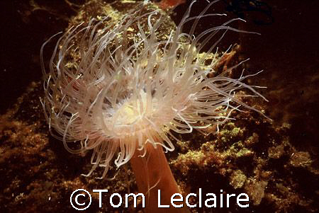 Tube dwelling anenome by Tom Leclaire 