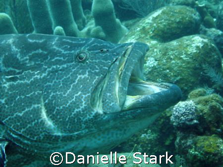 Grouper...guess I was boring him. by Danielle Stark 
