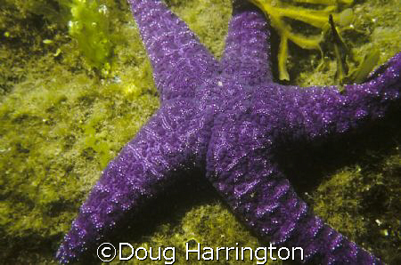 Sea Star. 30' high tide. by Doug Harrington 