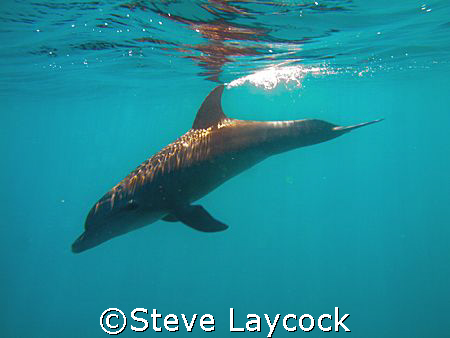 Dolphin breaking the surface with its fin by Steve Laycock 